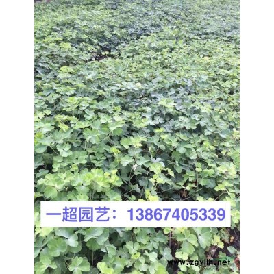 玉带草 精品玉带草价格 玉带草产地直销