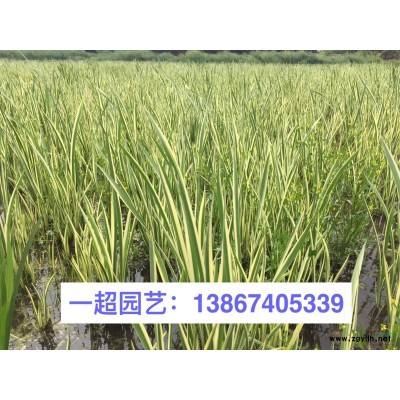 多花筋骨草 筋骨草价格 多花筋骨草苗圃直销