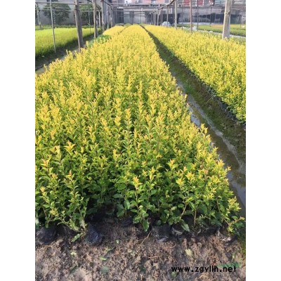 姜花 优质姜花产地直销 姜花价格