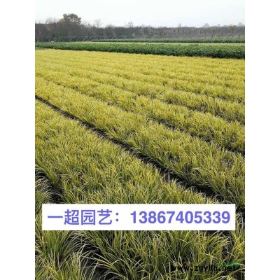桃叶珊瑚 精品桃叶珊瑚小苗 地栽 盆栽 小杯 桃叶珊瑚批发