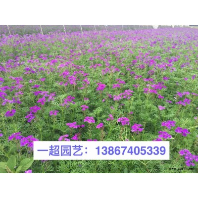 硫华菊 硫华菊价格 硫华菊基地批发