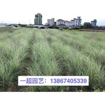 青叶玉簪 玉簪基地直销
