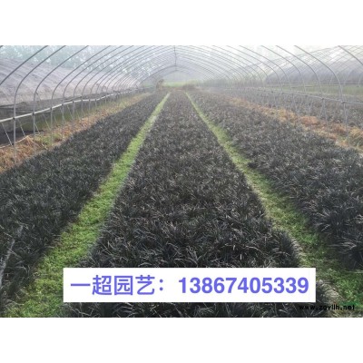 沿阶草 沿阶草大量供应 沿阶草批发
