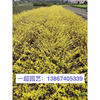 雷竹 各种竹子规格*