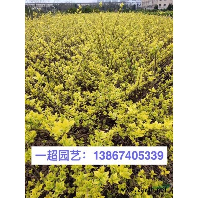常绿水生鸢尾产地直销