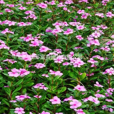 花境植物 矾根加仑盆苗 杯苗 袋苗 大桶苗 产地批发