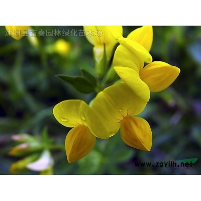 供应 金叶水杉 绿化植物丛生批发 规格* 量大从优