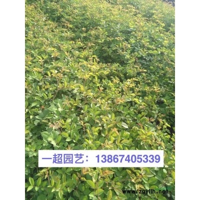 黄馨 黄馨小苗 精品黄馨价格