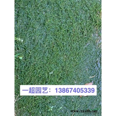 大叶黄杨球 精品大叶黄杨光球