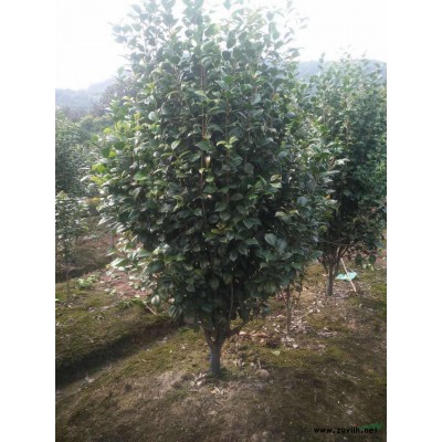 蒲苇 精品蒲苇浙江批发