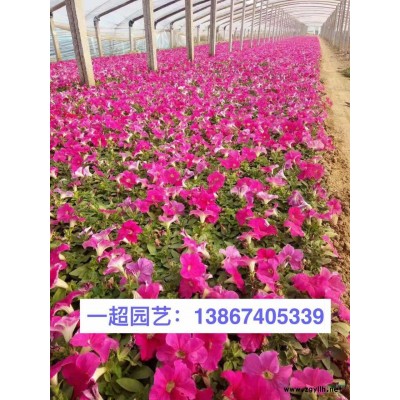 溪荪 溪荪哪里有 溪荪价格