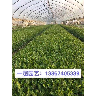 水罂粟