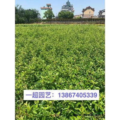 大叶黄杨小杯，大叶黄杨小杯苗，大叶黄杨杯苗