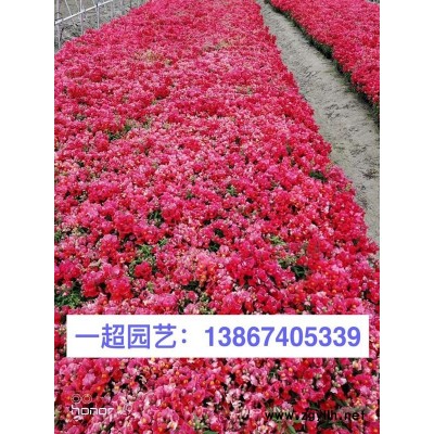阔叶十大功劳 大叶十大功劳