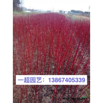 花叶薄荷 薄荷批发 薄荷哪里便宜