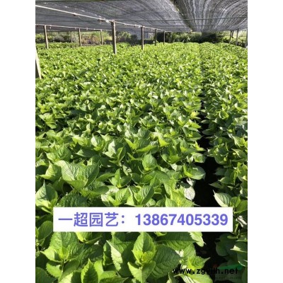 黄金络石/金叶络石  精品黄金络石价格