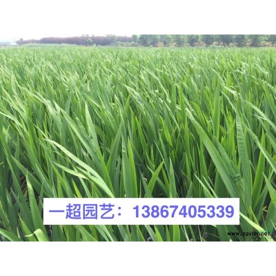 熊掌木 熊掌木小苗 熊掌木小杯苗 盆栽 熊掌木批发
