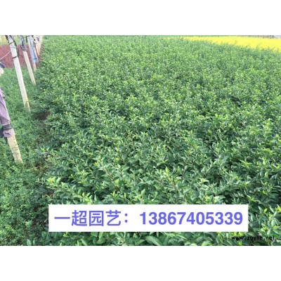 肾蕨 排骨草 精品肾蕨基地直销 排骨草大量批发