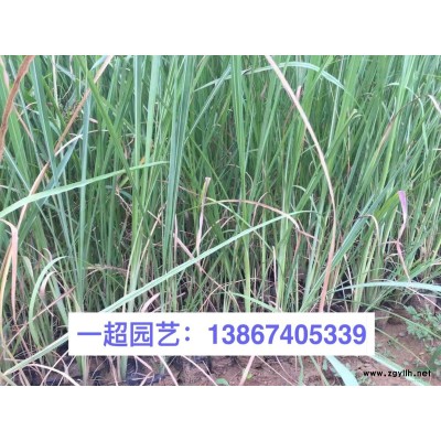彩叶草  彩叶草基地价格