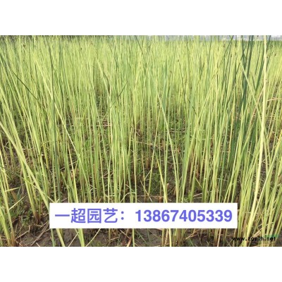 黄杆乌哺鸡竹 各种竹子品种规格*