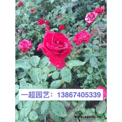 大量供应花叶常春藤，精品花叶常春藤批发，花叶常春藤小杯苗