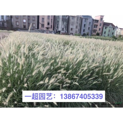 钓钟柳 吊钟柳 毛地黄吊钟柳