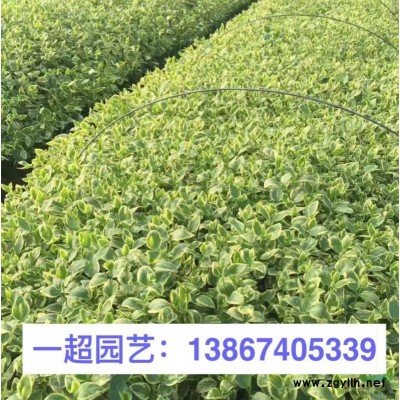 金钟花 金钟花价格 精品金钟花小苗