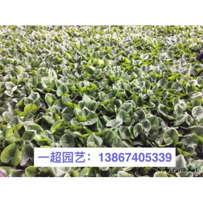 水芼花 水毛花