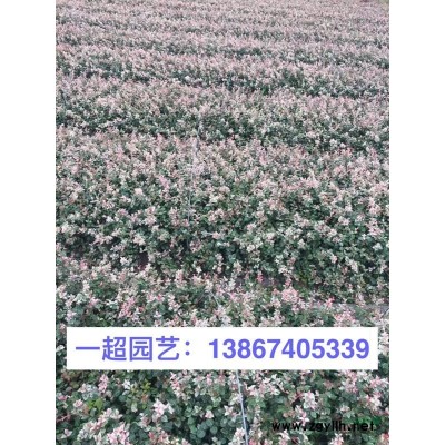 芒草 精品芒草直销/浙江芒草批发 须芒草基地