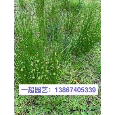 水蜡球 水腊球 精品水腊球价格 水蜡球批发