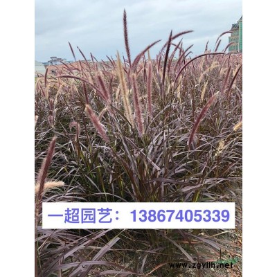 斑茅  芭茅 斑茅价格 芭茅行情 香茅价格 香茅基地
