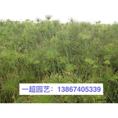 红继木 红花继木 红花檵木小苗 色块 盆栽 光球 实球