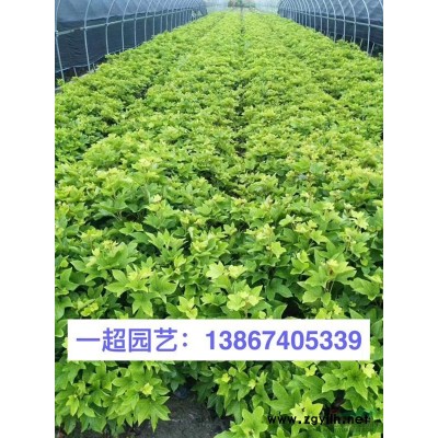 地被石竹 地被石竹价格