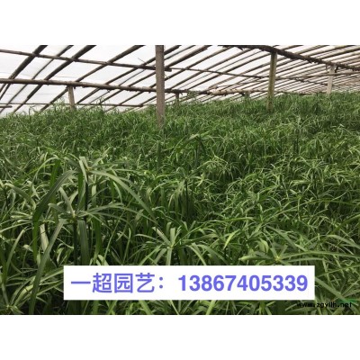 十大功劳 品种规格*