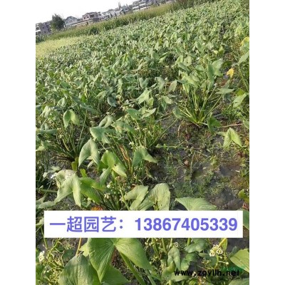 金叶女贞 金叶女贞小苗 金叶女贞色块 金叶女贞小杯 盆栽