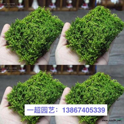 花叶玉带 花叶玉带草基地
