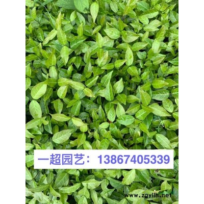 伊乐藻 伊乐藻基地 伊乐藻产地直销 各种藻类植物品种规格*