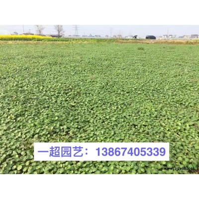 浙江萎陵菜 狗牙根 扁穗牛鞭草 泽兰 直立迷迭香 蛇床 玉竹