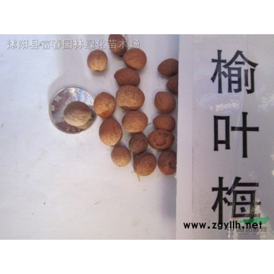 产地直销 批发价格花境植物 矢羽芒加仑盆苗 杯苗袋苗 大桶苗
