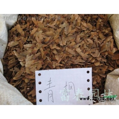 花境植物 紫叶狼尾草加仑盆苗 杯苗 袋苗 大桶苗 产地批发