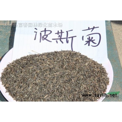 花境植物大麻叶泽兰加仑盆苗 杯苗 袋苗 大桶苗 产地批发价格