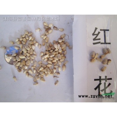 玉兰*新品种 娇红玉兰产地 娇红一号玉兰苗 大红花重瓣玉