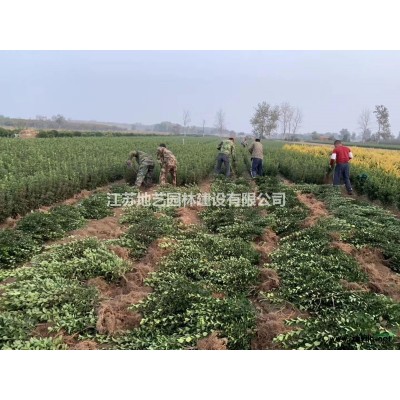 基地直销美人蕉 美人蕉照片 江苏美人蕉产地