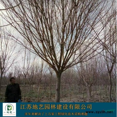 供应小杯红叶石楠、小杯红叶石楠图片、小杯红叶石楠基地