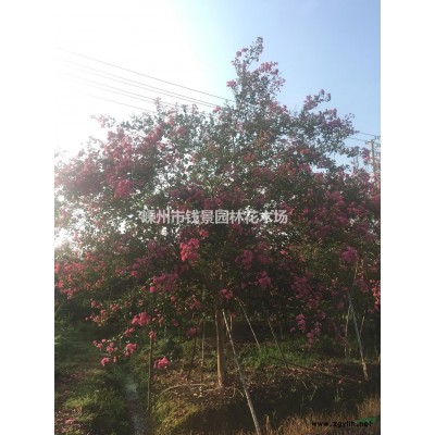 嵊州丛生红花紫薇供应商 丛生紫薇苗圃直供价格便宜