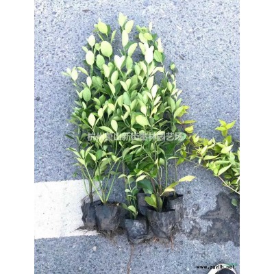 浙江供应金边玉簪 萧山金边玉簪规格*