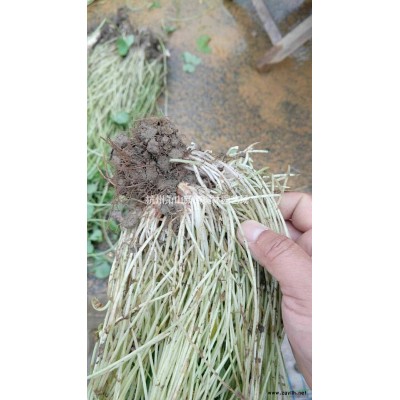 浙江花叶络石大杯 杭州花叶络石大杯苗批发/供应