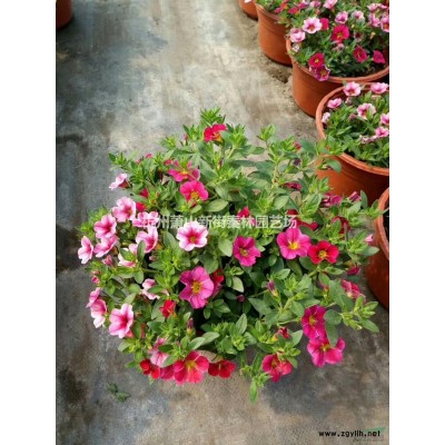 优质特价红杯美人蕉 杭州美人蕉 产地直销