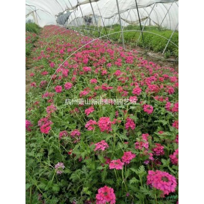 浙江矾根 杭州矾根批发/供应