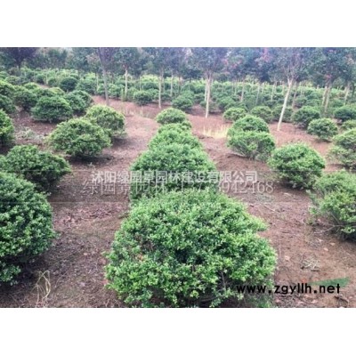 盆栽荷花哪里便宜/沭阳绿园景园林/基地直销/产地价格/图片